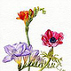 botanische Illustrationen / Blumenmalerei