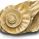Ammonit Zeichnung