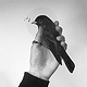Bird in the Hand