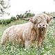 Highlandcattle-Bulle / Züchtershooting