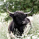 Highlandcattle-Rind / Züchtershooting