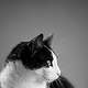 Please look to your left side. Camera right;), thank you. Black & White Cat