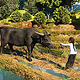 Vietnam Mädchen mit Kuh