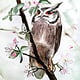 Ambitious Owl. 40×30cm Aquarelle/Papier