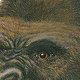 Gorilla, Detail