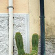 CACTUS – 35mm ANALOG SHOT