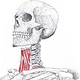 Anatomische Zeichnung