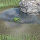 Frosch im Wasser