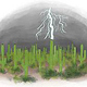 Saguaro Blitzfeld – Beispiel einer Gefahrenzone