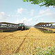 3D-Visualisierungen AGRI-Photovoltaik/ Weizenfeld pflügen