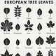 Identification Chart European Tree Leaves