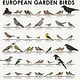 Identification Chart European Graden Birds