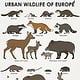 Identification Chart Urban Wildlife of Europe