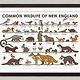 Common Wildlife of New England