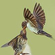 Christian Schirbort Photography Birds Animal Tiere Wildlife