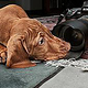 Christian Schirbort Photography Dog Home