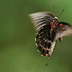 Christian Schirbort Photography Animal Butterfly