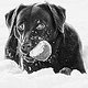Christian Schirbort Photography Animals Hund