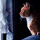 Christian Schirbort Photography Cat Foehr