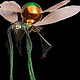 Insektenroboter – freies Projekt