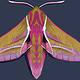 Elephant moth