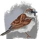 Sperling || sparrow