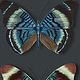 Schmetterlinge Panacea Regina