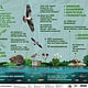 Gestaltung Infografik für Banner und Beklebung einer Litfaßsäule „Flusslandschaft Peenetal“