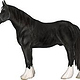 Shire Horse