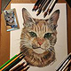 Handgemaltes Katzenporträt mit Prismacolors (Buntstiften) auf Künstlerpapier
