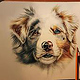 Handgemaltes Hundeporträt Aussie (Australian Shepherd) mit Prismacolors (Buntstiften) auf Künstlerpapier