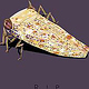 RIP – Cicada
