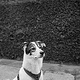 Hundeportrait in Schwarz Weiss