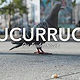 Dokumentarfilm: Cucurrucu – Die Taubenretter