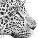 Afrikanischer Leopard