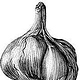 Knoblauch