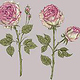 Botanische Illustration Rosen