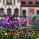 Blumen vor dem Kunstmuseum in Mülheim