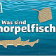 Sealife München – Erklärvideo über Knorpelfische