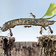 Tier und Pflanzenwelt Photoshop