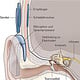 Cochlea-Implantat