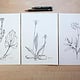 Botanische Illustration Zeichnungen