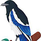 magpie