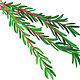 rosemary