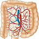 Darm mit Gefäßen