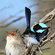 SUPERB FAIRY WRENS | MORNINGTON FORESHORE | AUSTRALIEN