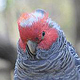 GANG GANG COCKATOO | HEALESVILLE VIC | AUSTRALIEN