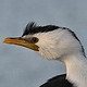 LITTLE PIED CORMORANT | MORNINGTON FORESHORE VIC | AUSTRALIEN