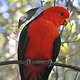 KING PARROT | SHERBROOKE FOREST VIC | AUSTRALIEN