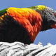 RAINBOW LORIKEET | MOUNT MARTHA VIC | AUSTRALIEN